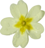 White Primula Clip Art